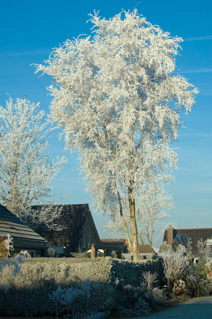 Winter in Swifterbant